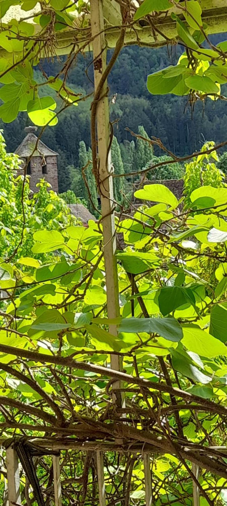 Appartements & Chambres Les Loges Du Capucin Kaysersberg-Vignoble Eksteriør bilde
